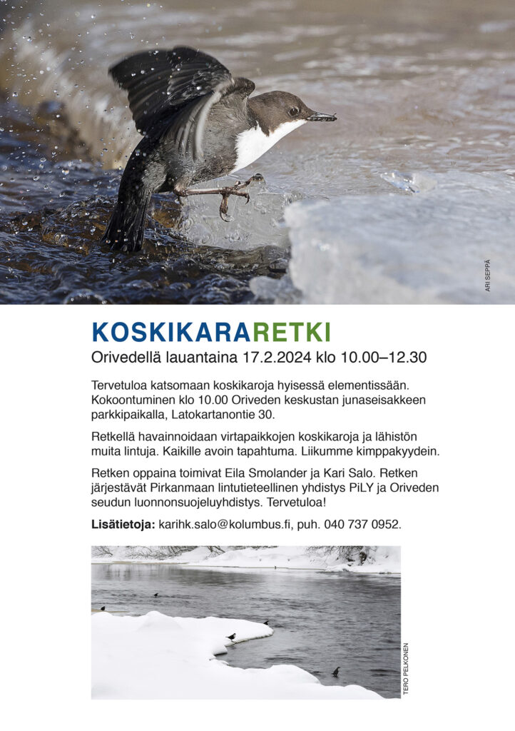 KOSKIKARARETKI ORIVEDELLÄ lauantaina 17.2.2024 klo 10.00–12.30