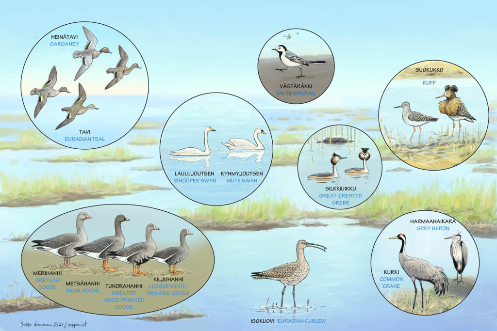 Kosteikkolintuja Pappilanniemen lintutorni Oriveden seudun luonnonsuojleuyhdistys – piirros: Seppo Leinonen
